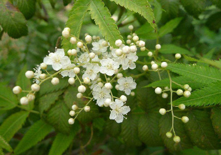 The cause of yellowing of Pearl Plum leaves and its solution