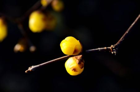 Culture method of preserved plum bonsai