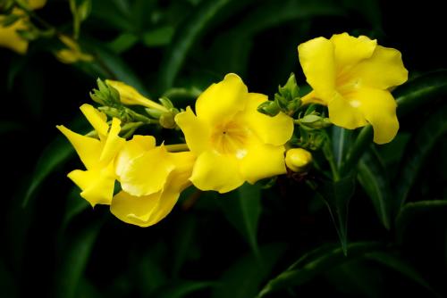 The propagation mode of yellow cicada flower