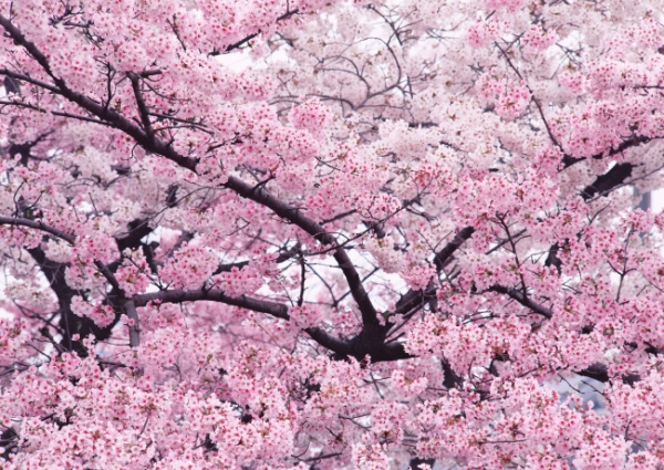 Propagation methods of Cherry Blossom trees