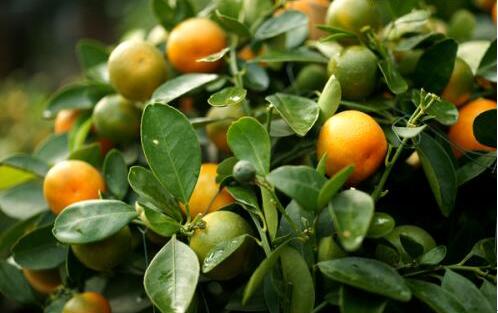 Why did the kumquat tree lose its leaves?