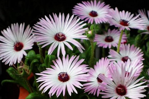 Flowering maintenance of Chrysanthemum morifolium