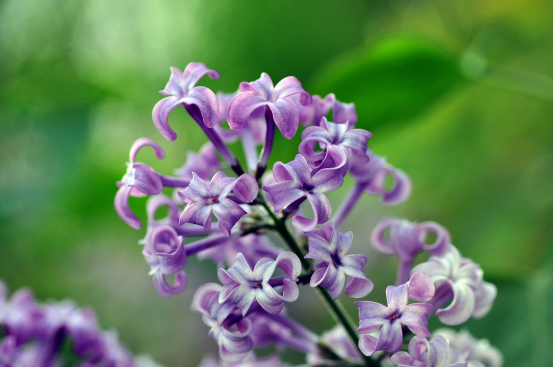 Matters needing attention in cultivating lilac flowers