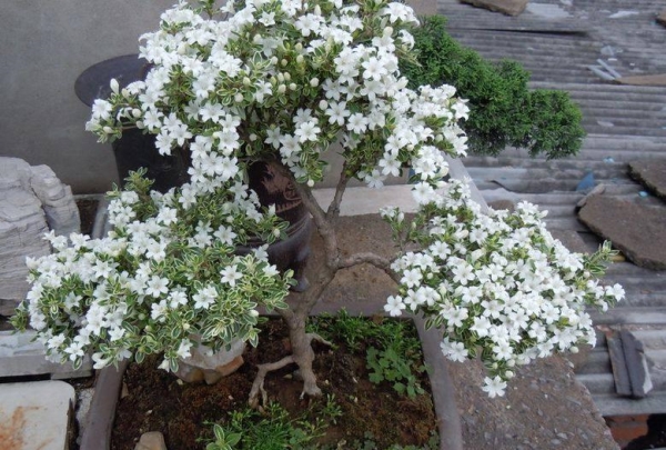 Maintenance of snow in June