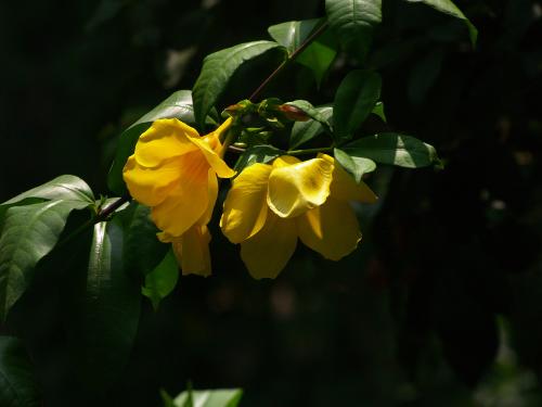 The planting mode of yellow cicada flower