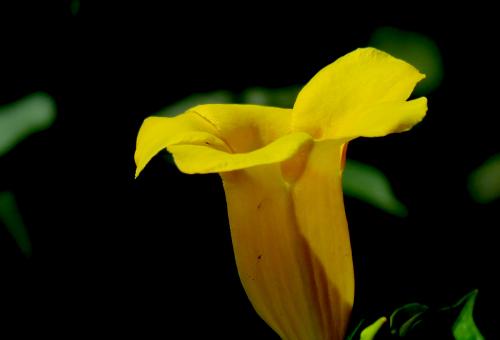 Conservation measures and precautions for yellow chanhua