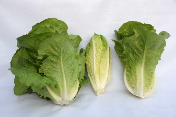 Worried about the pollution of imported lettuce, local lettuce is rich in peace of mind to eat! Experts say it's safe to eat fresh ravioli like this.