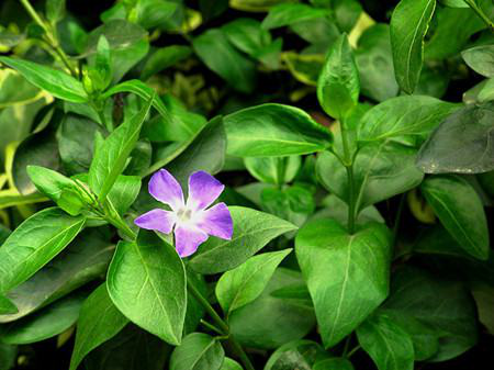 Maintenance methods of new plants of Catharanthus roseus