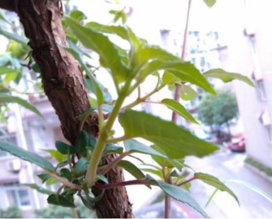 one。 Cutting steps of hanging Golden Bell upside down