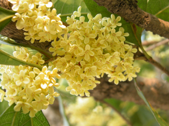 Matters needing attention in cultivating sweet-scented osmanthus trees