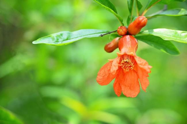 Matters needing attention in pomegranate flower culture