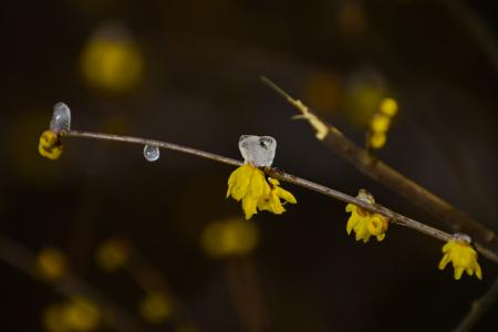 Sowing and Propagation of Prunus mume