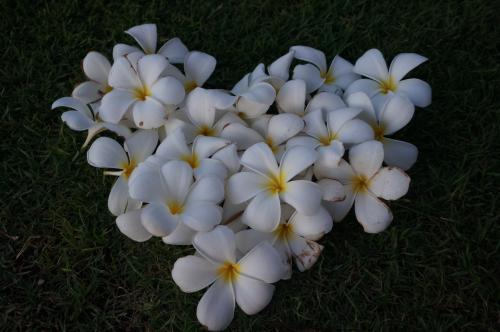 Planting method of egg flower