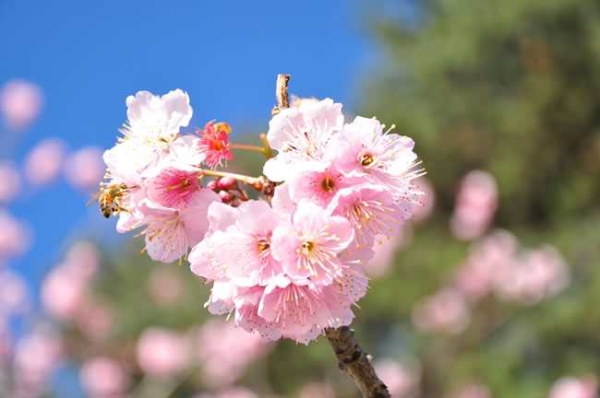 Planting methods of Cherry Blossom trees