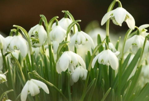 The culture method of snow drop flower