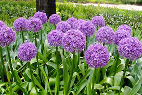 Sowing method of scallions