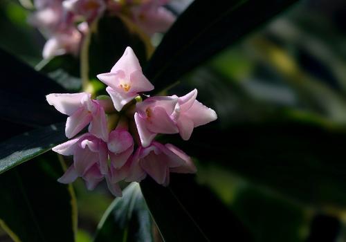 The solution to the yellowing and sagging of Phnom Penh Daphne leaves