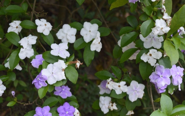 Maintenance method of two-color jasmine