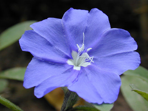 Matters needing attention in the Culture of Blue Star Flower