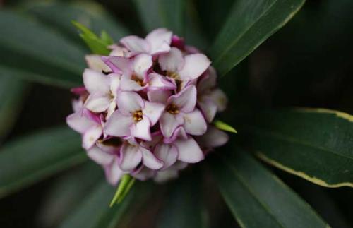 Culture methods and matters needing attention of Daphne odorifera in Phnom Penh