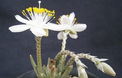 How to raise White Flower tenderness Brocade