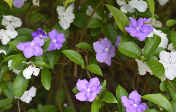 Matters needing attention in culturing bicolor jasmine