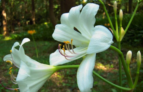 Propagation methods of Lycoris radiata