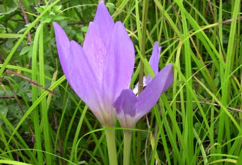 Hydroponic culture method of autumn water daffodil