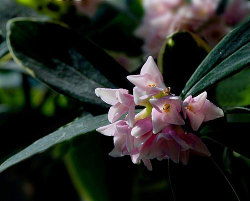 Maintenance measures of Daphne odorifera in Phnom Penh