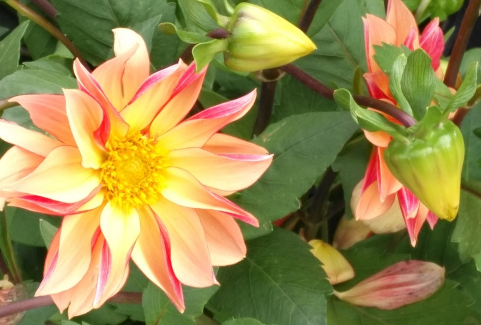 Prevention and control of diseases of dahlia