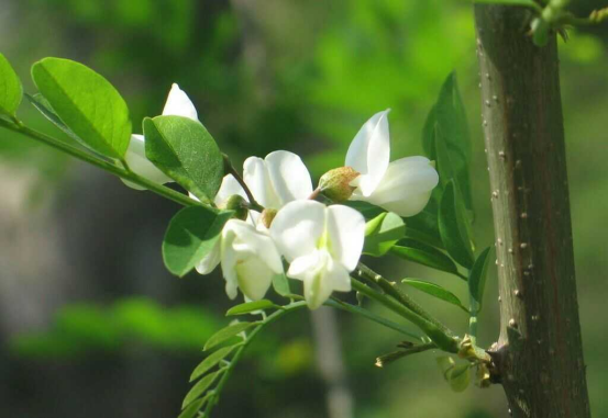 Propagation methods of Sophora japonica