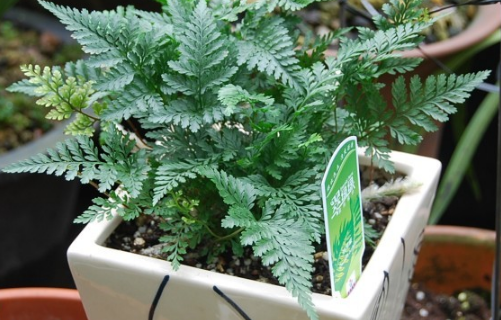 Water culture of Dryopteris Dryopteris