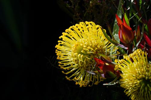 Culture methods of Imperial Flower