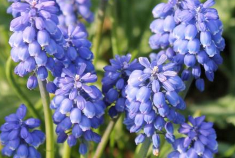 Culture method of grape hyacinth