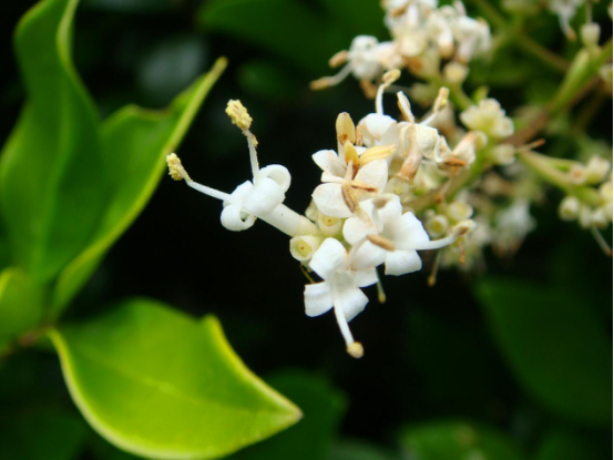 Reproduction methods of privet