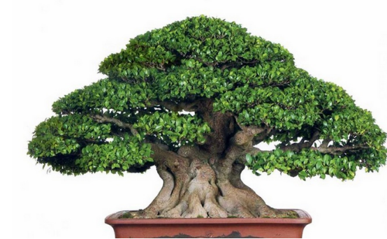 The fengshui effect of banyan bonsai