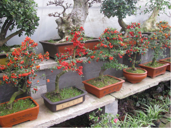 Propagation Management of Pyracantha