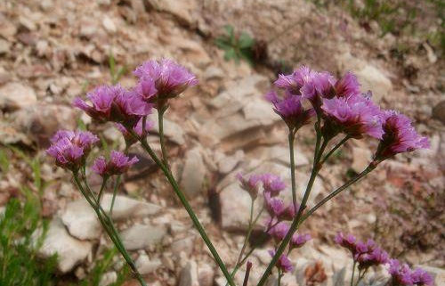 How to raise the blood herb