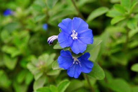 The Culture method of Blue Star Flower