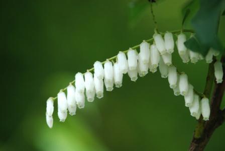 The planting method of Majiu wood