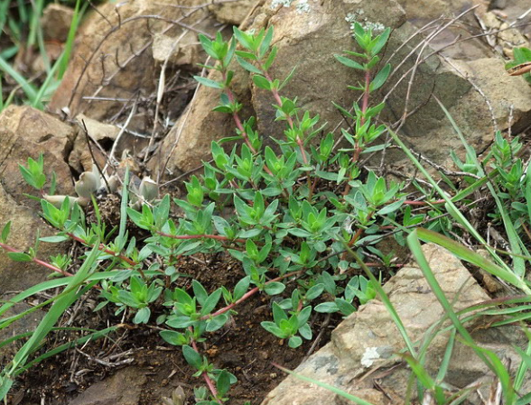 Thyme propagation method