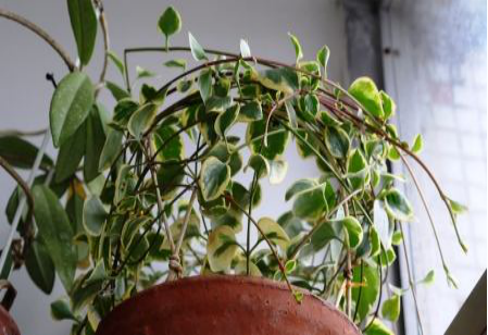 Daily maintenance of Catharanthus roseus