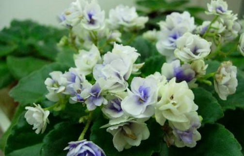 Culture methods of African Corydalis