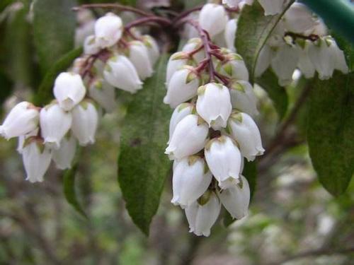 Is the indoor culture of Majiu wood poisonous?