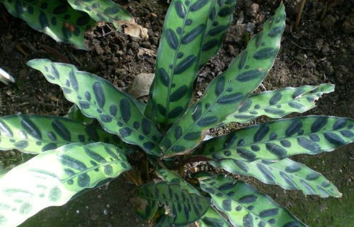 How to raise Arrow feather Bamboo Taro