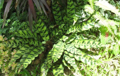 The Propagation method of Arrow feather Taro