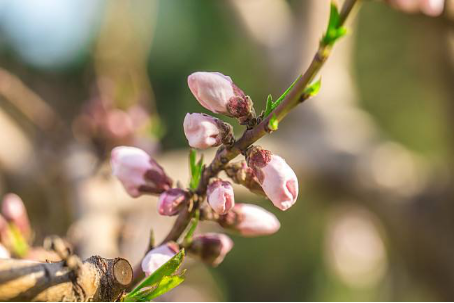 How to make Peach Blossom Bonsai