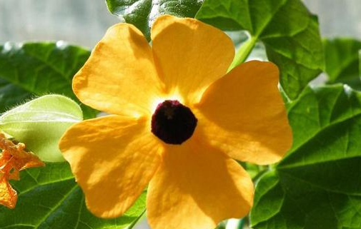 How does black-eyed Susan raise it?