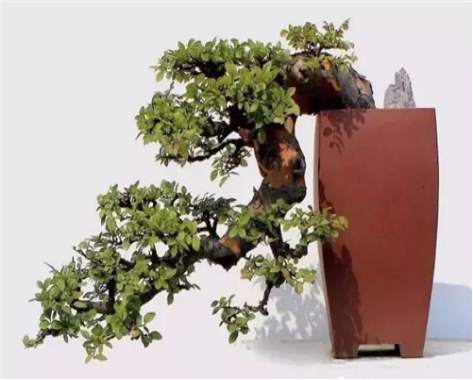 The making process of Elm Bonsai