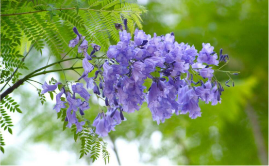 Culture method of Blue couplet Flower